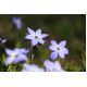 Ipheion - Ifejon - Rolf Fiedler - 10 szt.