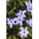Ipheion - Ifejon - Rolf Fiedler - 10 szt.
