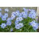 Ipheion - Ifejon - Rolf Fiedler - 10 szt.