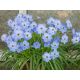 Ipheion - Ifejon - Rolf Fiedler - 10 szt.