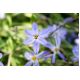Ipheion - Ifejon - Uniflorum - 10 szt.