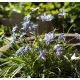 Ipheion - Ifejon - Uniflorum - 10 szt.