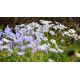 Ipheion - Ifejon - Uniflorum - 10 szt.