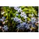 Ipheion - Ifejon - Uniflorum - 10 szt.