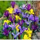Irys botaniczny mix - 10 szt.