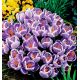 Krokus King of the Striped - 10 szt.