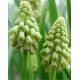 Szafirek zielony - Muscari Bellevalia Green Pearl - 5 szt.