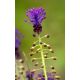 Szafirek miękkolistny - Muscari Comosum - 5 szt.