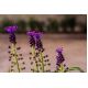 Szafirek miękkolistny - Muscari Comosum - 5 szt.
