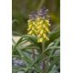 Szafirek złoty - Muscari Golden Fragrence - 3 szt.