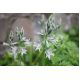Śniedek zwisły - Ornithogalum nutans - 10 szt.