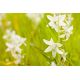 Śniedek zwisły - Ornithogalum nutans - 10 szt.