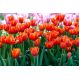 Tulipan Annie Schilder - opak. 5 szt.