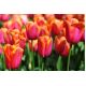 Tulipan Annie Schilder - opak. 5 szt.