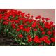 Tulipan Abba - opak. 5 szt.