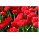Tulipan Abba - opak. 5 szt.