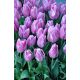 Tulipan Alibi - opak. 5 szt.