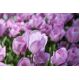 Tulipan Alibi - opak. 5 szt.
