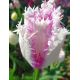 Tulipan Aria Card - opak. 5 szt.