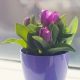 Tulipan Baby Blue - opak. 5 szt.
