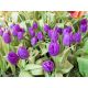 Tulipan Baby Blue - opak. 5 szt.