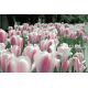 Tulipan Beau Monde - opak. 5 szt.