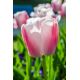 Tulipan Beau Monde - opak. 5 szt.