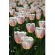 Tulipan Beau Monde - opak. 5 szt.