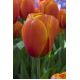 Tulipan Brown Sugar - opak. 5 szt.
