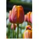 Tulipan Brown Sugar - opak. 5 szt.