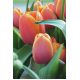 Tulipan Brown Sugar - opak. 5 szt.