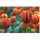 Tulipan Brown Sugar - opak. 5 szt.