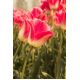Tulipan Candy Corner - opak. 5 szt.