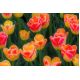 Tulipan Candy Corner - opak. 5 szt.