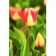 Tulipan Candy Corner - opak. 5 szt.
