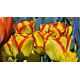 Tulipan Cape Town - opak. 5 szt.