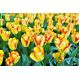 Tulipan Cape Town - opak. 5 szt.