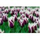 Tulipan Chansonette - opak. 5 szt.