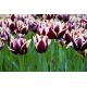 Tulipan Chansonette - opak. 5 szt.