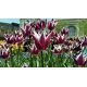 Tulipan Chansonette - opak. 5 szt.