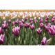 Tulipan Chansonette - opak. 5 szt.