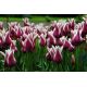 Tulipan Chansonette - opak. 5 szt.
