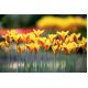 Tulipan Chrysantha - opak. 5 szt.