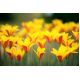 Tulipan Chrysantha - opak. 5 szt.