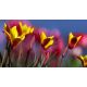 Tulipan Chrysantha - opak. 5 szt.
