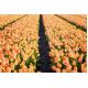 Tulipan Daydream - opak. 5 szt.