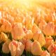 Tulipan Daydream - opak. 5 szt.