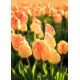 Tulipan Daydream - opak. 5 szt.