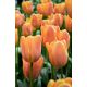 Tulipan Daydream - opak. 5 szt.