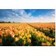Tulipan Daydream - opak. 5 szt.